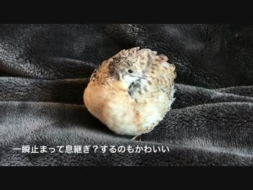 【うずら動画】ヒメウズラの羽づくろい【パート１３】