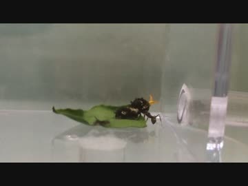 蟻戦争＃122 クロヤマアリVSアゲハの幼虫(イモムシ)～臭い角～編