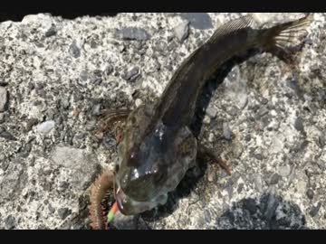 釣り動画ロマンを求めて　50釣目：前半（静浦漁港）