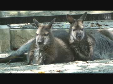 お腹がかゆいワラビー