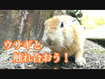 兎と廃墟の島大久野島を探検しようＺＥ！ｐａｒｔ２【オトナも遊ぼう】
