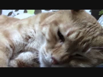 拾いねこ＠生後1778/1745日目　腹の上のアコ。