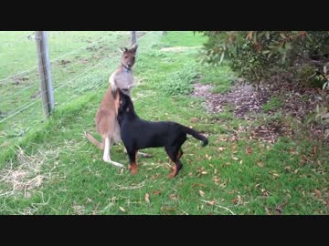 「よ～し、よしよし」と犬を可愛がるカンガルー