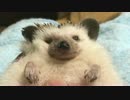 イムちゃんのあんよ