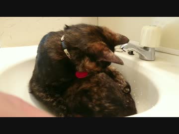 水滴が気になる猫