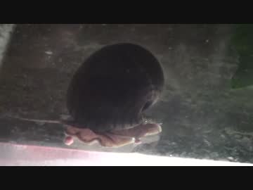 キモイ！！コケを食べる巻貝が金魚のエサを食べる瞬間！！