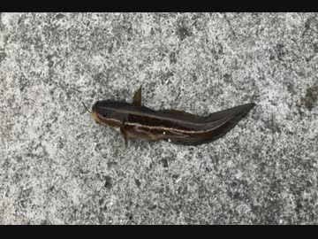 釣り動画ロマンを求めて　50釣目：後半（湯河原海浜公園）