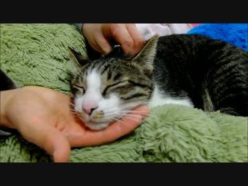 パパになでられてうっとりする猫ミルキー