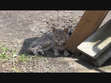 日差しを避けている野良猫