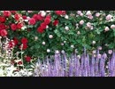 あしかがフラワーパーク(2017年5月20日）