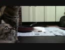 こんしゅうのおやつ【蒼民家の猫々】