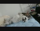 猫がひたすら犬を毛繕いしてあげるだけの動画