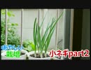 再生栽培で万能ネギ（小ネギ）を育てる part2【あやしい栽培 第5回】