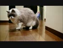 やっぱりキャッチボールにゃ