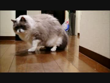 やっぱりキャッチボールにゃ