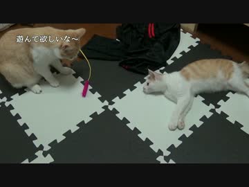 【遊んで！！】猫の無言のアピールが可愛すぎる【神】