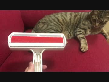 ペットの毛が面白いように取れる！パクパクローラー買ってみた！