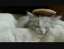 猫が家に来た日
