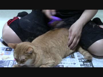 拾いねこ＠生後1780/1747日目　毛剃り回～。