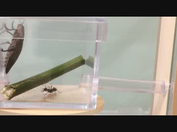蟻戦争＃123 トゲオオハリアリVSタマムシ～カブトムシ並みの硬さ？～編