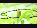 チュンチュン鳴いてるだけの動画