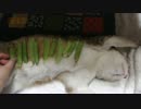 バンザイお腹に豆を乗っけてみた。