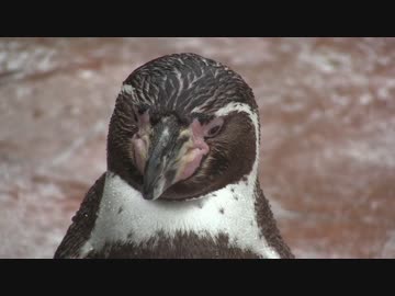 グレープ君に大友龍三郎の声を当ててみた