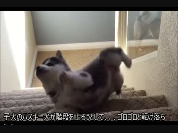 子犬のハスキー犬が階段を上ろうとして、、、ゴロゴロと転げ落ちた！w