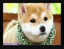 日本のあの柴犬（子犬）が可愛すぎると海外で話題に！w