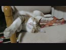 お気に入りのイスでくつろぐ猫。