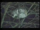 ももんが3