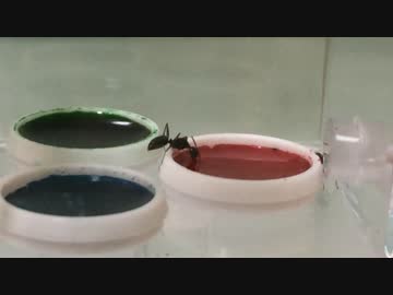 蟻戦争＃124 兵隊アリ誕生！＆色付きメープルで実験編