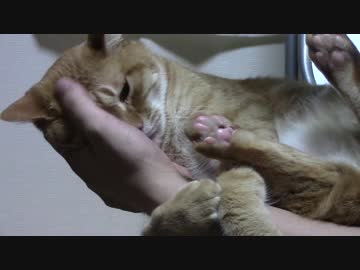 拾いねこ＠生後1783/1750日目　抱きつきアコさん。