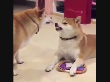 柴犬の奇妙な冒険（怒りのディオ様編）