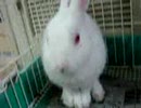 しろむくちゃん