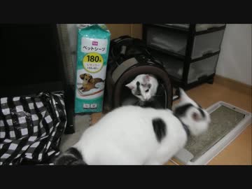 かばんちゃんを利用して仲良く遊ぶフレンズ