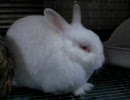 しろむくちゃんパート２