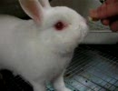 しろむくちゃんパート3