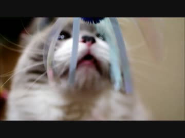 フガフガ猫パンチ