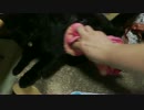 【435】ジャン❤︎ポン　猫の暑さ対策：竹のカーペットと濡れタオル