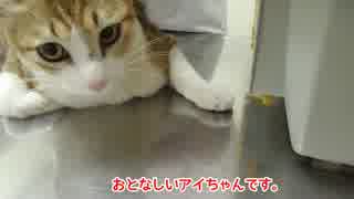 注射の恐怖と戦う猫。