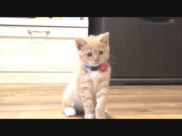 寝床の入口で引っかかってしまう猫