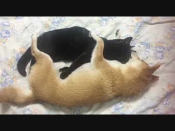 猫が好きすぎて離したくない柴犬 dog and cat are best friend