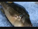 釣り動画ロマンを求めて　51釣目（大磯港）