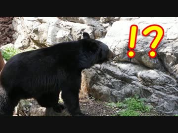 【実写版】川のぬし釣り -漆黒の月輪！編-