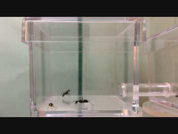 蟻戦争＃125 林で獲ってきた活餌をアリに与える～アリVSアブ～編