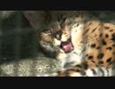わんぱーくこうちのサーバル２