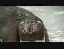 【東武動物公園】グレープ君が見てるんだか寝てるんだか【10分耐久】
