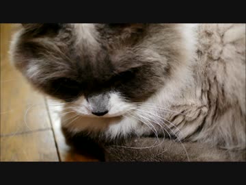 たぬこ　うどん打つ