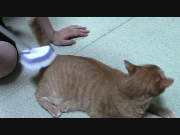 拾いねこ＠生後1785/1752日目　だぶるだっこ。